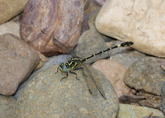 Austrogomphus cornutus