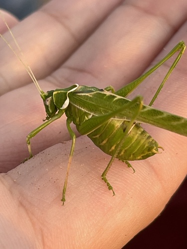 Elegant Bush Katydid