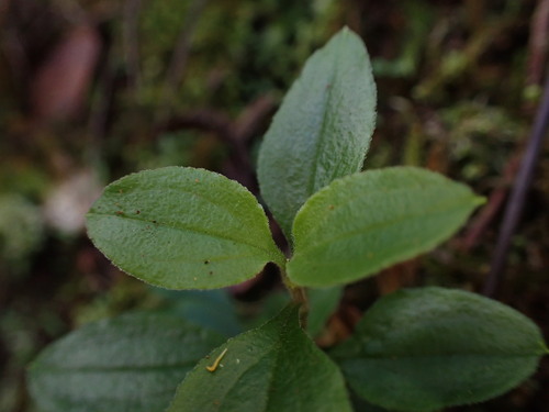 Schiedea viscosa