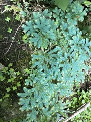Selaginella uncinata