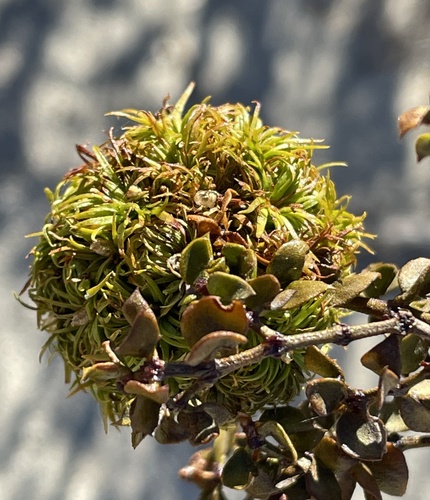 Large Creosote Gall Midge photo 4
