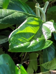 Piper auritum