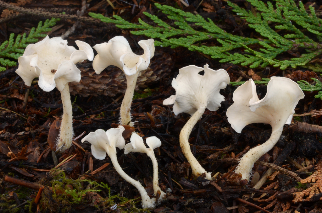 Baisuzheniineae