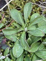 Antennaria neglecta