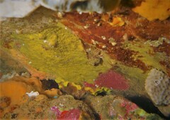 Bovichtus angustifrons