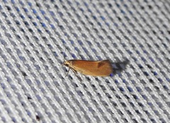 Delexocha ochrocausta