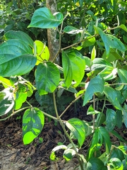 Piper auritum