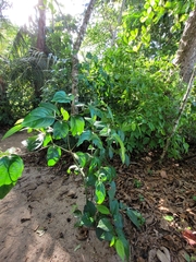Piper auritum