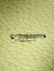 Cryptoblabes hemigypsa