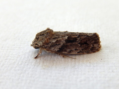 Agriophara confertella