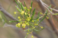 Dodonaea viscosa angustissima