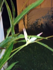 Heliconia psittacorum