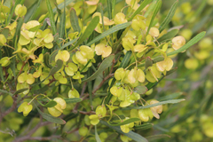 Dodonaea viscosa angustissima
