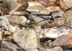 Austrogomphus amphiclitus