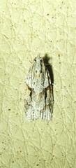 Agriophara confertella