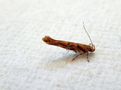 Anatrachyntis rileyi
