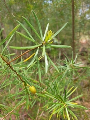 Persoonia virgata