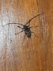 Lagocheirus araneiformis