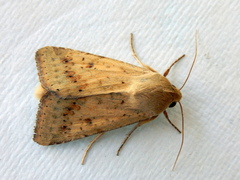 Australothis rubrescens