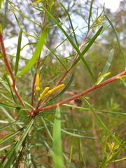 Persoonia virgata