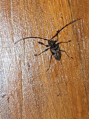 Lagocheirus araneiformis