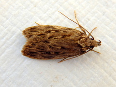 Barea exarcha
