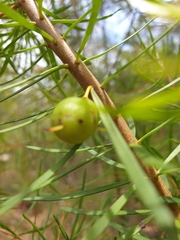 Persoonia virgata