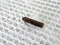 Blastobasis tanyptera