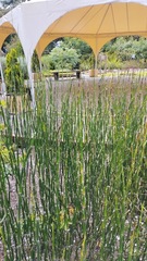 Equisetum