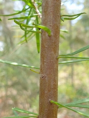 Persoonia virgata