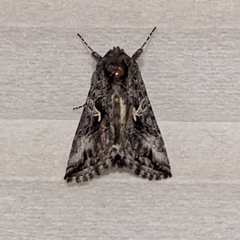 Autographa