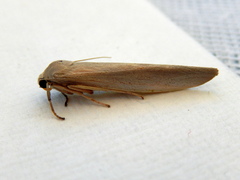 Calamidia hirta