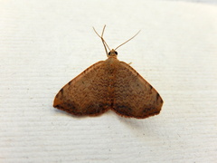 Chrysolarentia mecynata