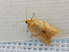 Clepsis divulsana