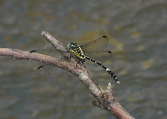 Austrogomphus amphiclitus