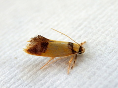 Crepidosceles timalphes