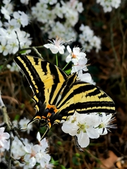 Papilio pilumnus