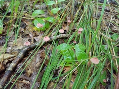 Marasmius