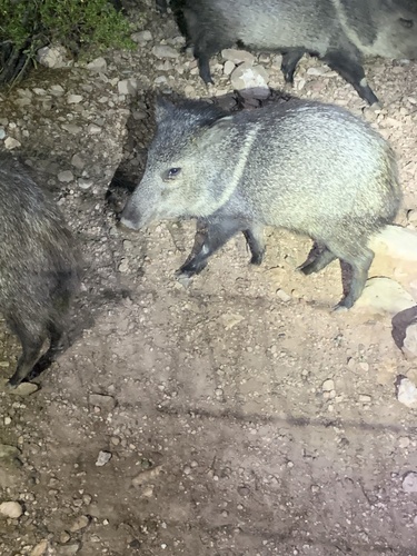 Collared Peccary