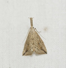 Trigonistis