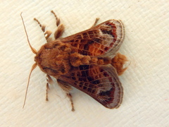 Doratifera vulnerans