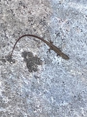 Takydromus kuehnei