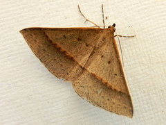 Epidesmia tryxaria