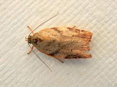 Euchaetis inceptella
