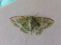 Eucyclodes insperata