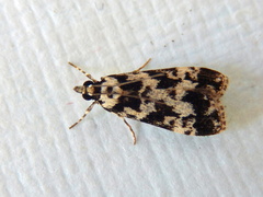 Eudonia aphrodes