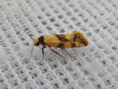 Euphiltra celeteria