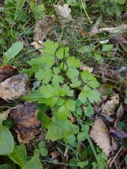 Osmorhiza longistylis