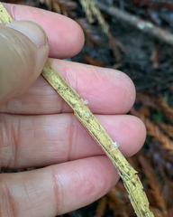 Mycena tubarioides