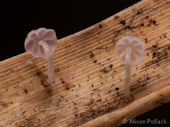 Mycena tubarioides
